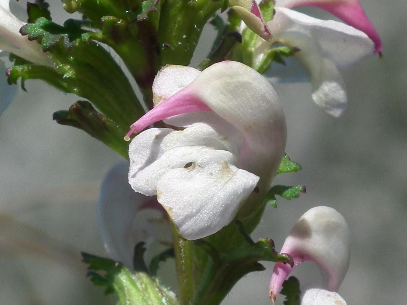 cfr. Pedicularis adscendens x Pedicularis rostratocapitata